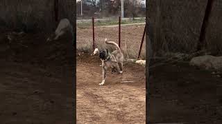 Kangal Shepherd Big Female Power Full Dog Breed 👿 #shorts #dog #dogs #kangal
