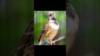 Download lagu BLACKTHROAT GACOR SUARA JERNIH mp3 Download lagu BLACKTHROAT GACOR SUARA JERNIH mp3