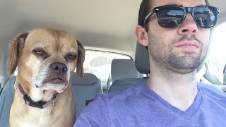 When a silly dog becomes your best friend | Funniest Animals and Pets