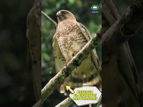 Reserva El Encanto/Las Palomas, vereda Los Patios, San José del Palmar.