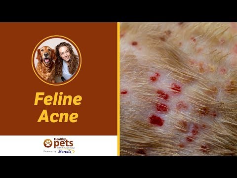 Dr Becker: What You Need to Know About Feline Acne