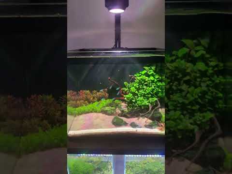 Planted Fluval flex 15 gallon neon tetra and amano shrimp tank