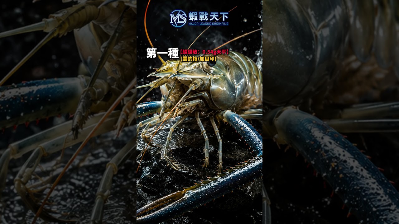 強迫症釣手請進！🔥 MLS F08 2.0 浮力精準度大公開。【MLS蝦戰天下】#17shrimp #台湾のエビ釣り #shrimpfishing #새우낚시