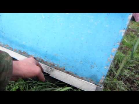 Сравнение краски ульев из ДВП . Beekeeping.