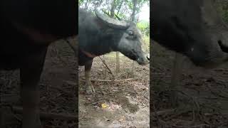 Indukan2 Mulai Melahirkan