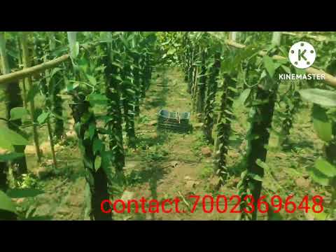 vanilla orchids Assam is successful.