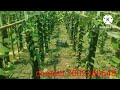 Vanilla Orchids Assam Is Successful