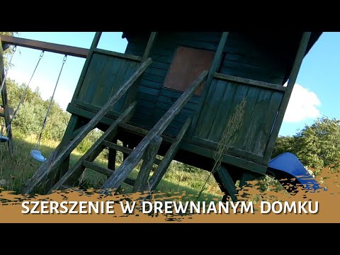 Szerszenie w drewnianym domku - usuwanie gniazda szerszeni