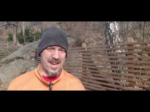 Collection of apple tree for bonsai