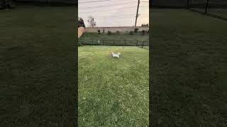 Video preview image #1 Shih Tzu-Unknown Mix Puppy For Sale in Corona, CA, USA