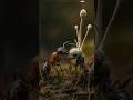 One Dead One Curious Ants Fungus Nature Fyp Explore Reels Shorts Facts Animals Love