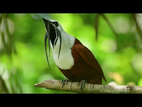 The Beautiful Three-Wattled Bellbird Courtship Song and Display