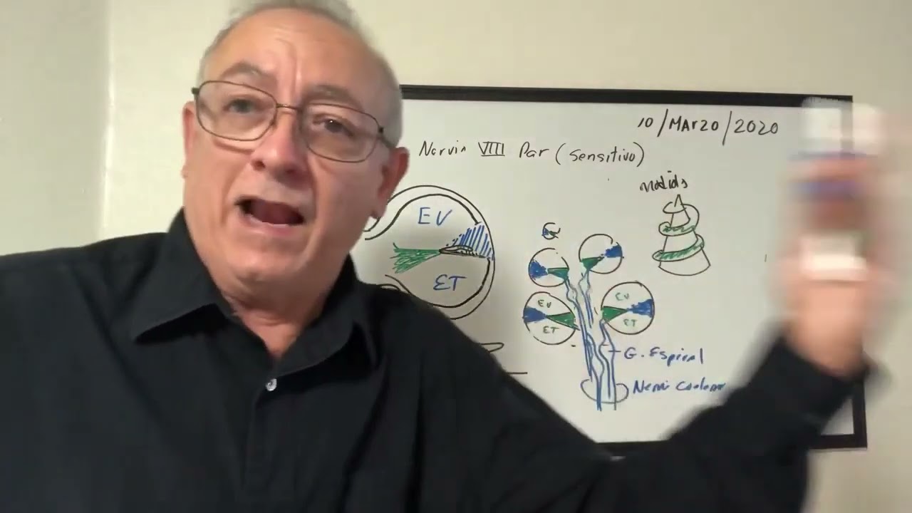 Nervio Vestibulococlear (8vo par) origenes y terminacion de forma detallada