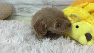 ハーフ犬の動画01