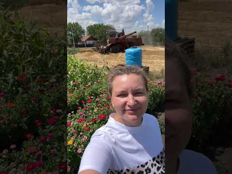 Отакі заробітки на пшениці #shortvideo