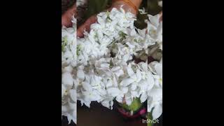 Download lagu poojaikkuvantha malarey va#shortsvideo #shortsfeed mp3