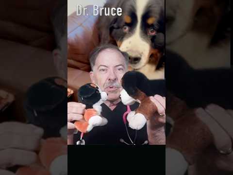 Secrets Behind Why Dogs Sniff Each Other #doglove #dogbehavior  #dogbond