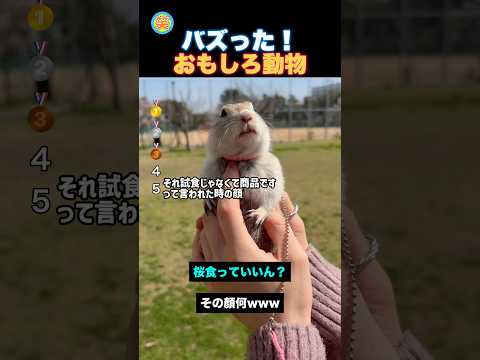 どんな感情なん？可愛い動物！
