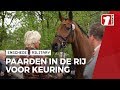 Military Boekelo trapt af met paardenkeuring