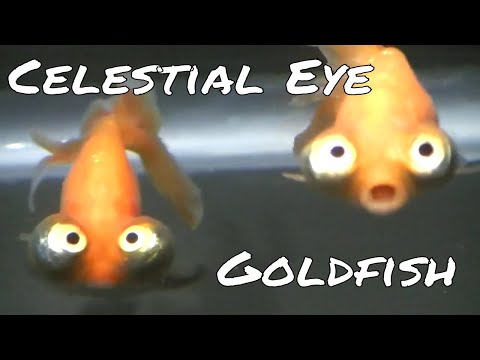 , title : 'Celestial Eye Goldfish'