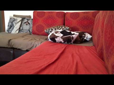 Nina in....trova l'intruso!!!!