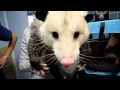 Pet Opossum Complaining