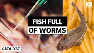 Fish and chips… with a side of parasites?