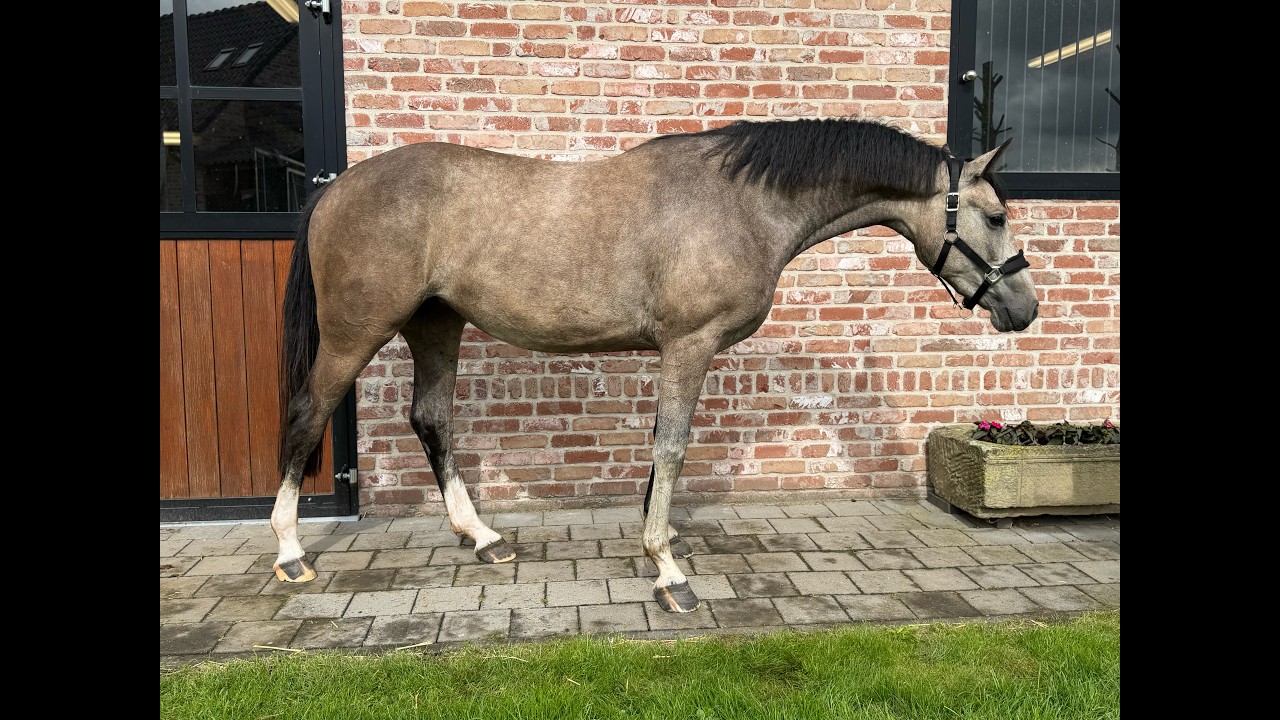 Carlotta van 't Windekind Z (CONTAGIO Z x BALOU DU ROUET) video 1