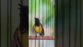 Download lagu SOGON MATERI GLATIK BATU mp3 Download lagu SOGON MATERI GLATIK BATU mp3