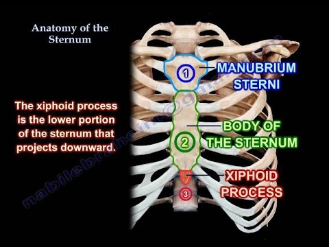 Anatomy Of The Sternum - Everything You Need To Know - Dr. Nabil Ebraheim