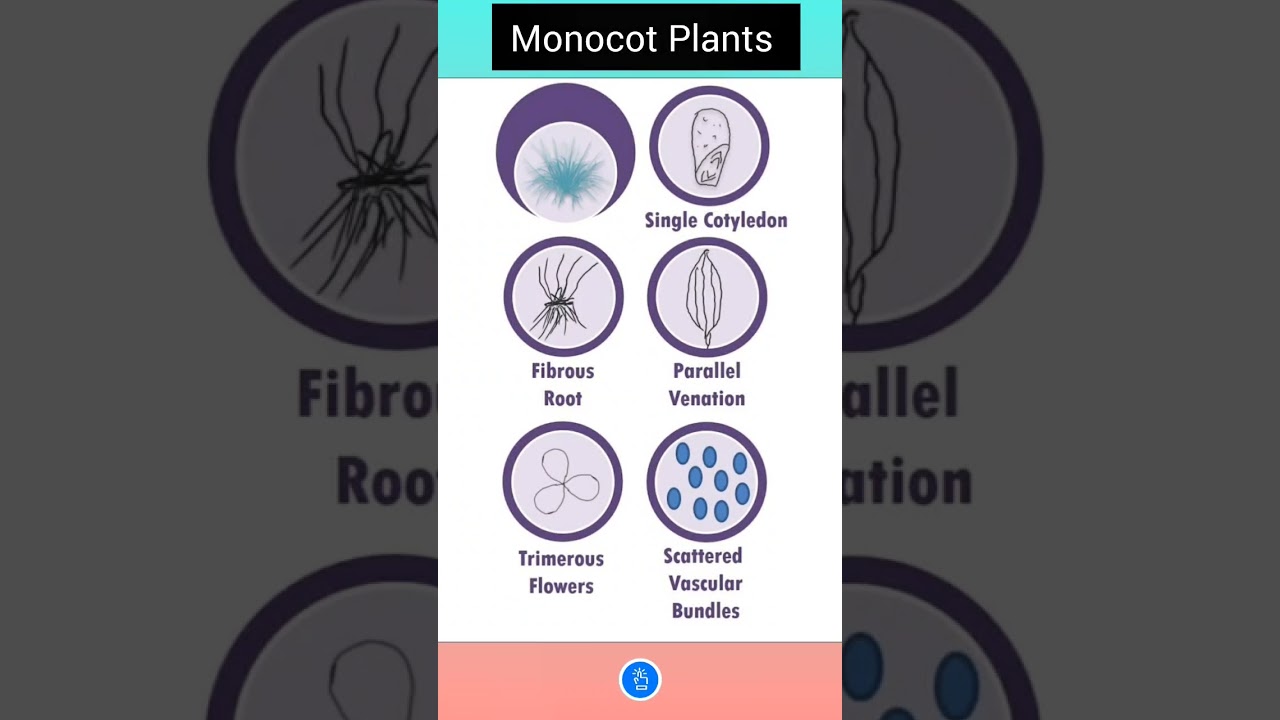 Monocotyledons and Dicotyledons | Monocots vs. Dicots | Plant Kingdom Class 11 Biology #shorts #neet