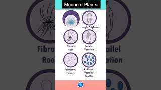 Monocotyledons and Dicotyledons | Monocots vs. Dicots | Plant Kingdom Class 11 Biology #shorts #neet