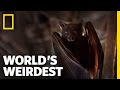 Flying Foxes | World's Weirdest