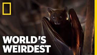 World's Weirdest - Flying Foxes