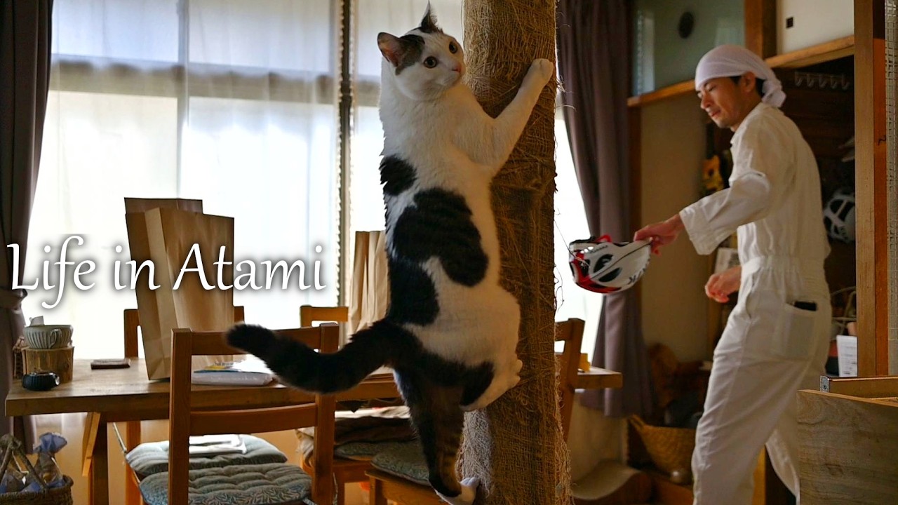 #144 南熱海の古民家 押入れDIY｜ネコと暮らして生まれた秘密の通り道