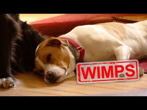 How to Test if Your Dog Will Wimp Out During a Burglary