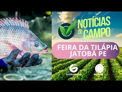 FEIRA DA TILÁPIA JATOBÁ  PE PGM NOTÍCIAS DO CAMPO TV GUARARAPES RECORD N 195 06 09 26