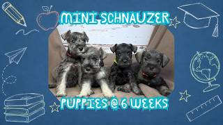 Back to School Puppies @ 6 weeks old