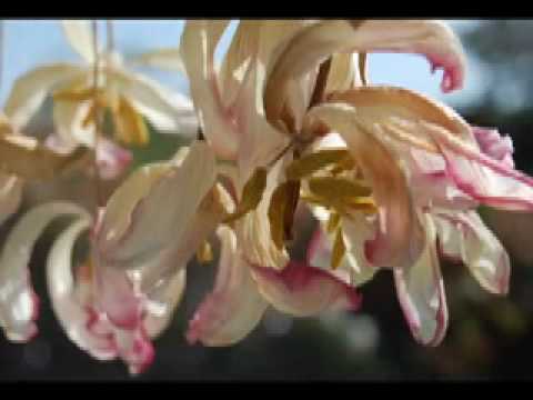 download lagu mp3 mp4 Acoustix And So To Sleep Again, download mp3 Acoustix And So To Sleep Again free download mp3, download mp3 Acoustix And So To Sleep Again