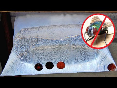 Domowa pułapka na muchy. Woreczek z wodą i monetami, działa całe lato!