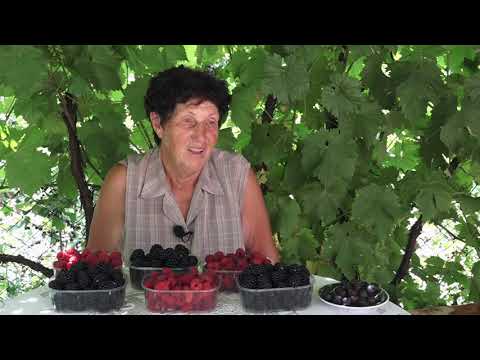 Naša priča ep. 360 21.07.2022. Milatovići, Dragačevo, berba i otkup malina