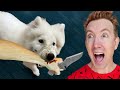 My Puppy Attacked The Thief
