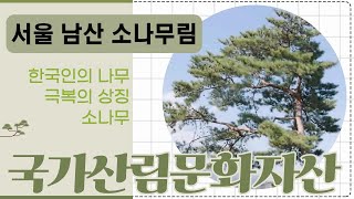 [#국가산림문화자산] 서울 남산 소나무림