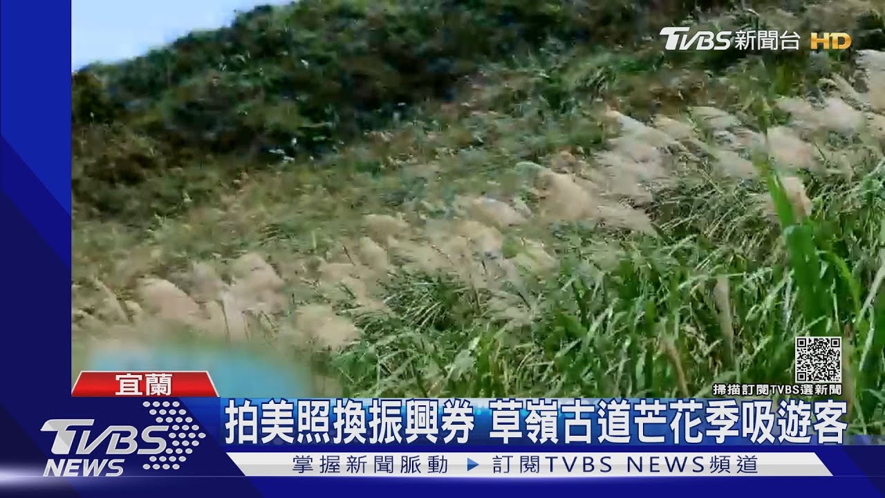 拍美照換振興券 草嶺古道芒花季吸遊客