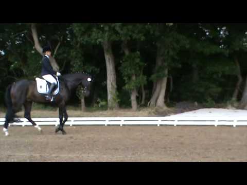 Blue Ray, vierjähriger Wallach von Belissimo M