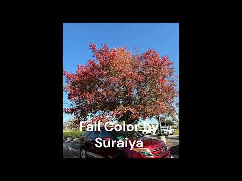 Fall Colors by Suraiya