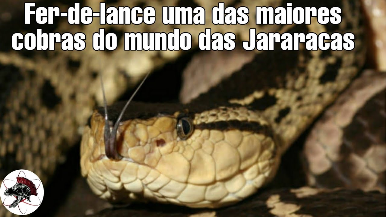FER DE LANCE uma das maiores Cobras do mundo das jararacas | Biólogo Henrique o Biólogo das Cobras