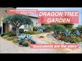 Carolyn S Dragon Tree Garden Before After