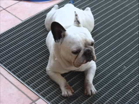 VIDEO DI RINGHIO.wmv