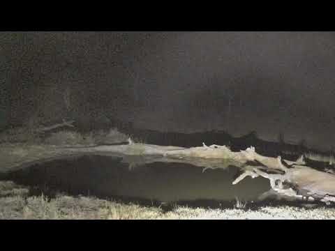 Djuma: Scrub Hare gets a drink and Bushveld Gerbil - 20:43 - 07/07/18